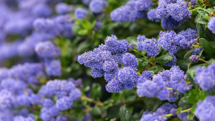 Growth Conditions for The Ceanothus that Lead to Flowering