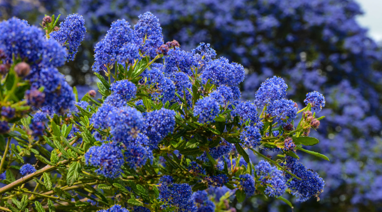 Guidelines for Pruning Ceanothus