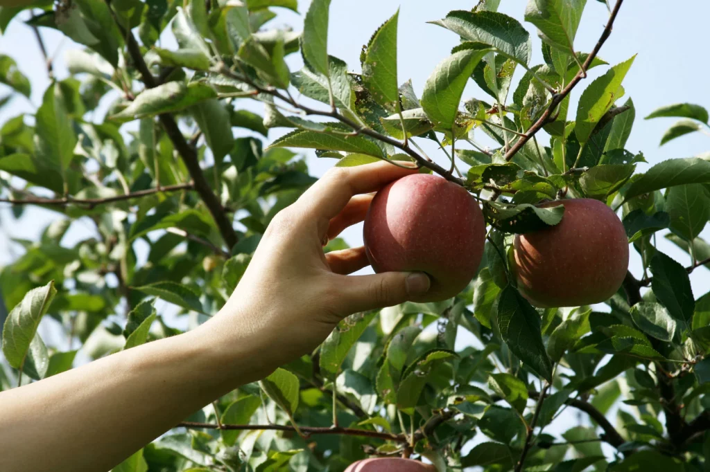 Hand-Picking