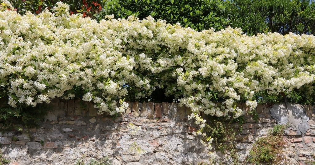 Hardy Climbing Plants & Shrubs For Winter