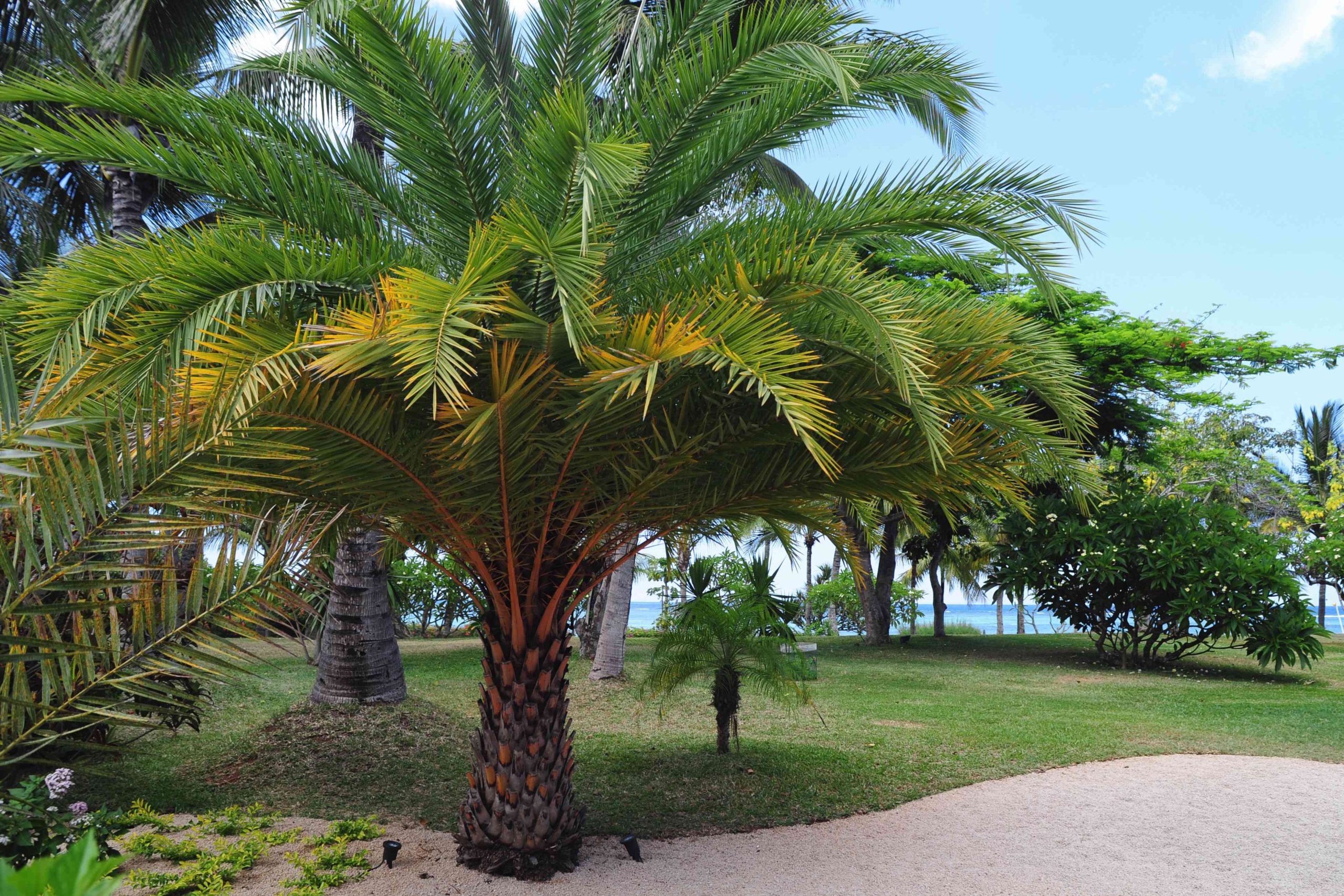 Hardy Fan Palms in Garden