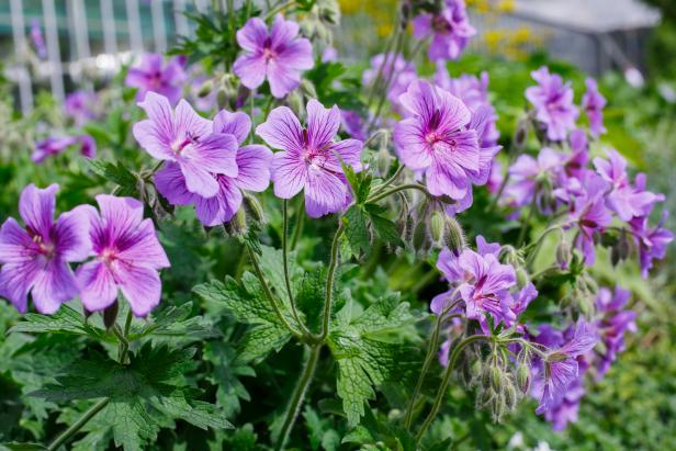 Hardy Geranium