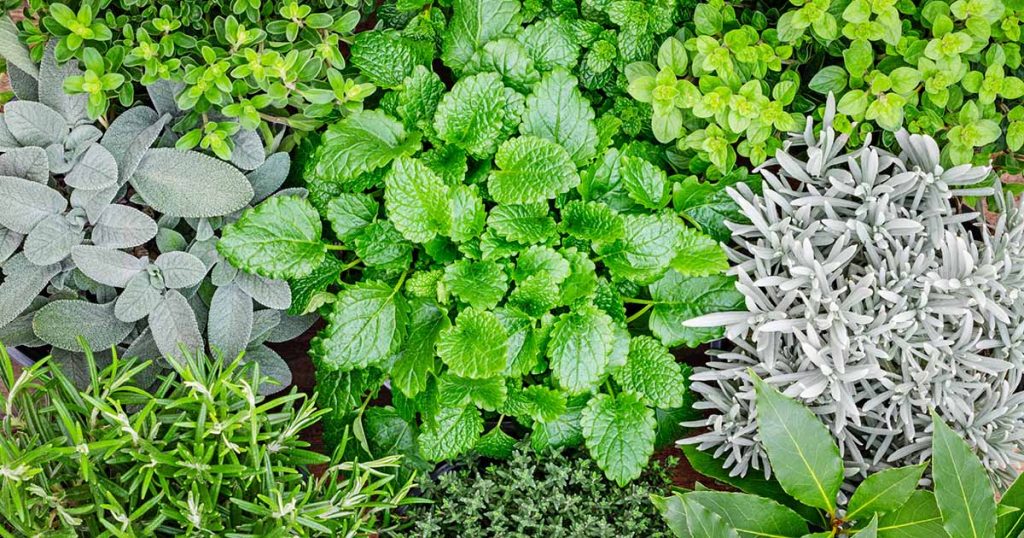 Hardy Herbs To Grow Outdoors