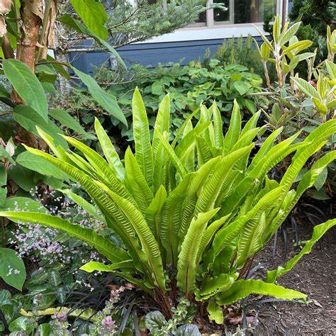 Hart’s Tongue Fern