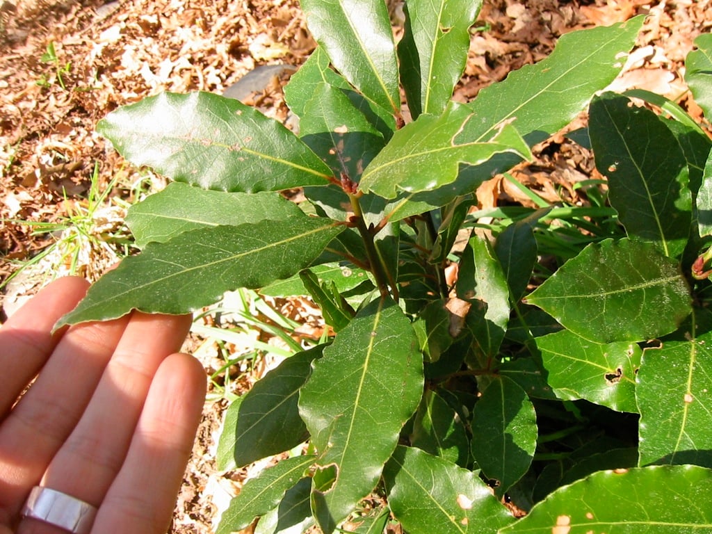 Harvesting Laurus Nobilis