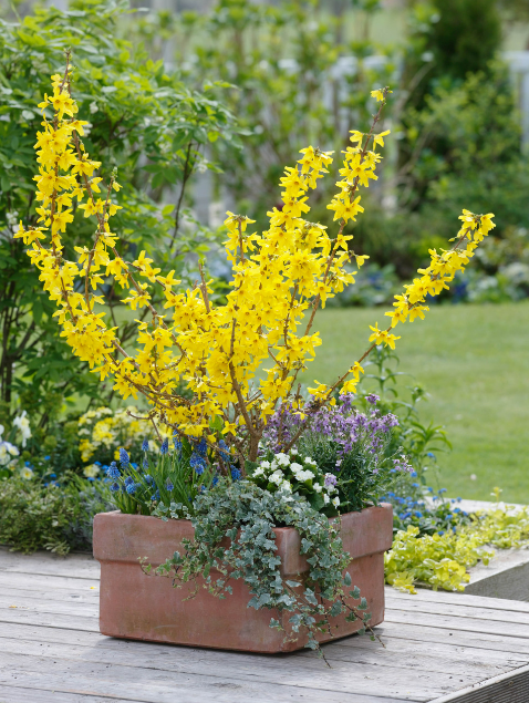 Healthcare for Forsythia