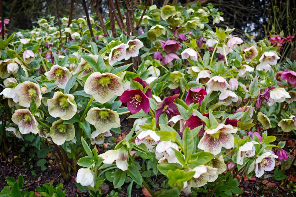 Hellebore