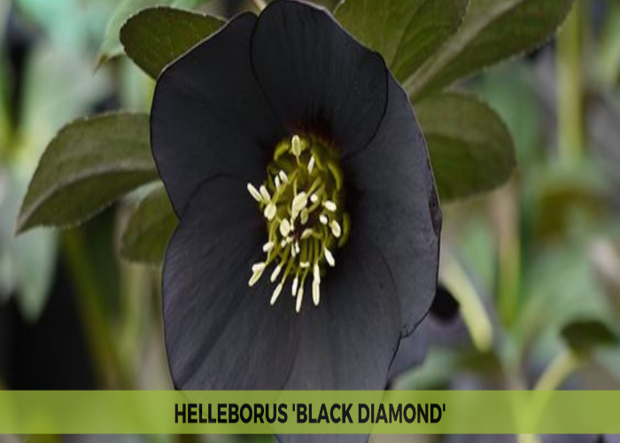 Helleborus 'Black Diamond' (1)