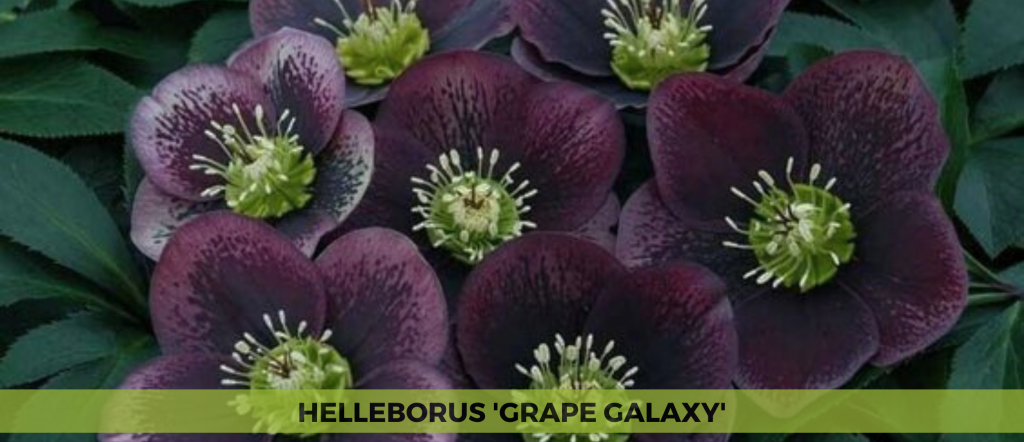 Helleborus 'Grape Galaxy'