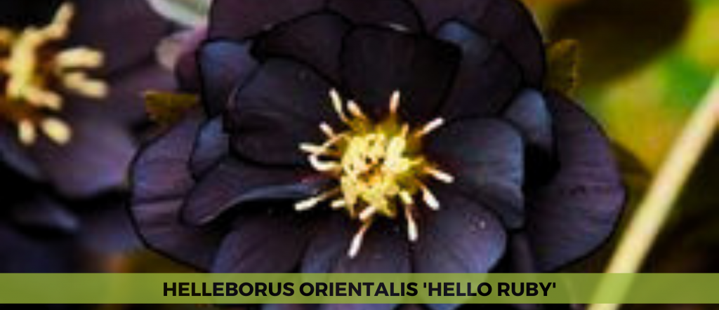 Helleborus 'Onyx Odyssey'