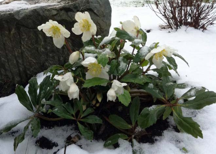 Helleborus niger 'HGC Jacob' (Christmas Rose)