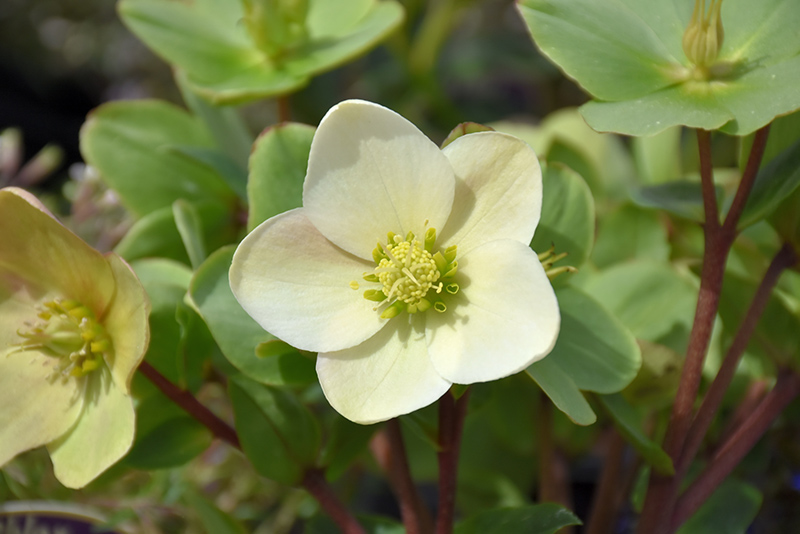 Helleborus x 'Champion'