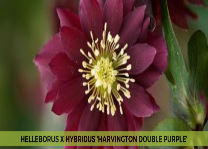 Helleborus x Hybridus 'Harvington Double Purple' (1)