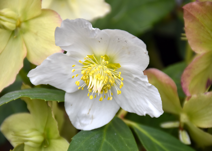 Helleborus x 'Snow Frills'