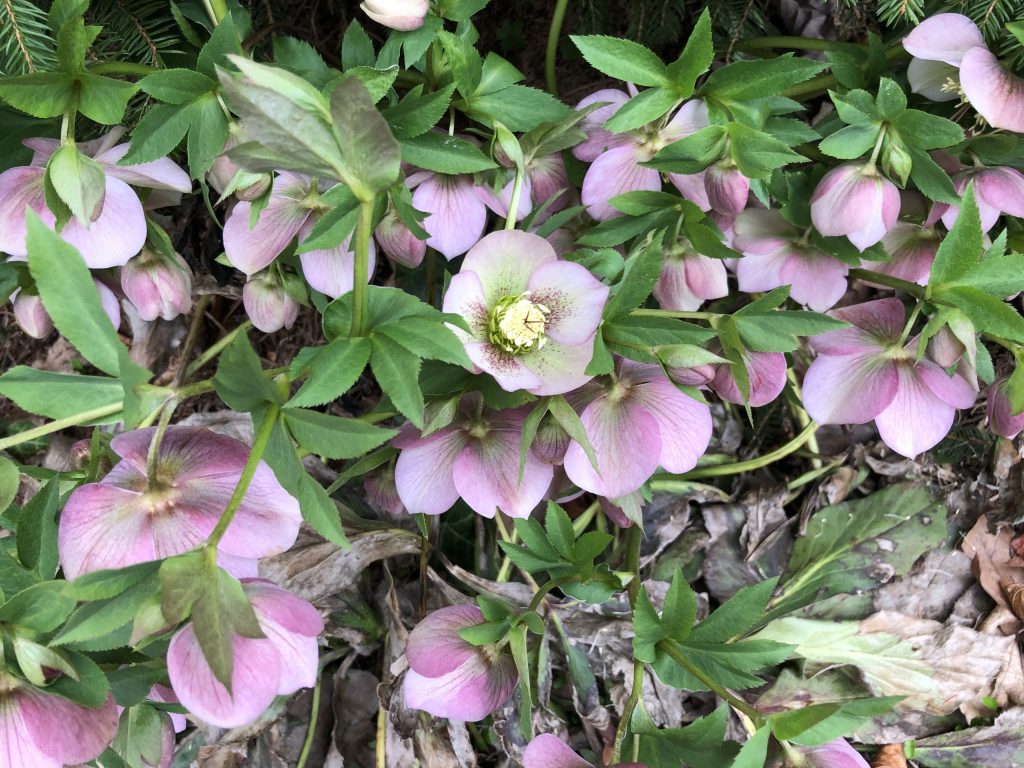 Helleborus x 'Winter Dreams White'