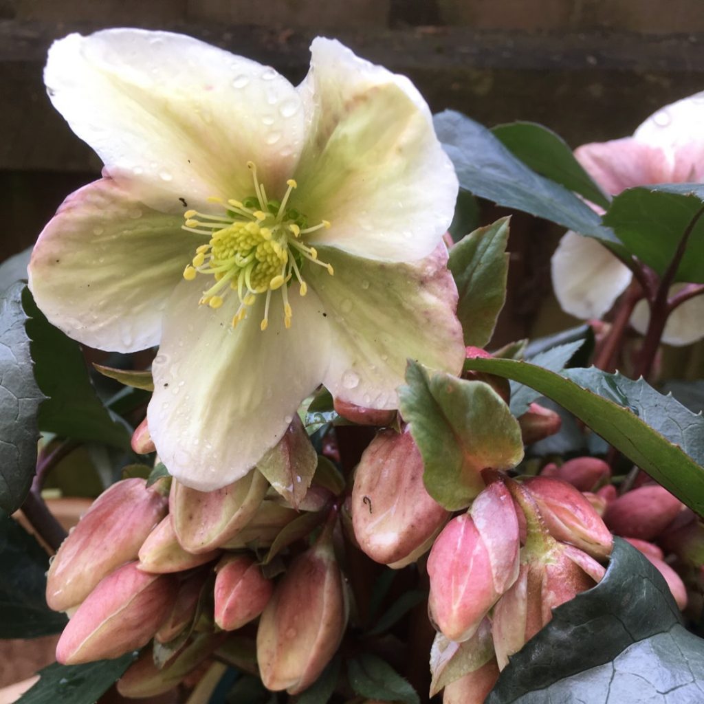 Helleborus x eric smith 'Winter's Song'