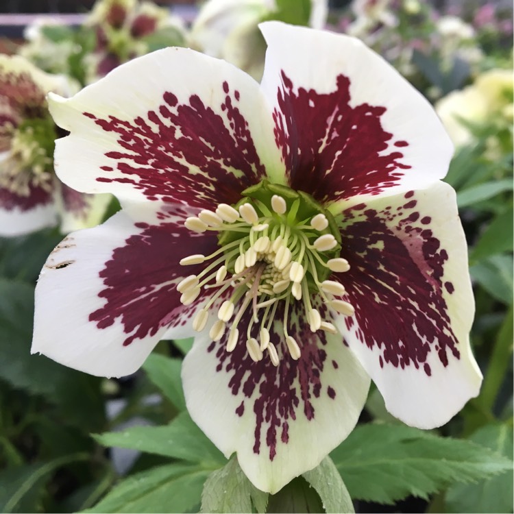 Helleborus x hybridus 'White Lady'