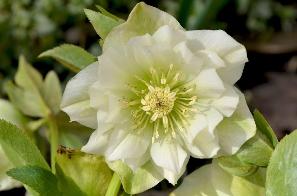 Helleborus x hybridus ‘Pebworth White’