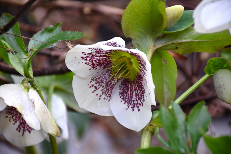 Helleborus x iburgensis 'White Spotted Lady'