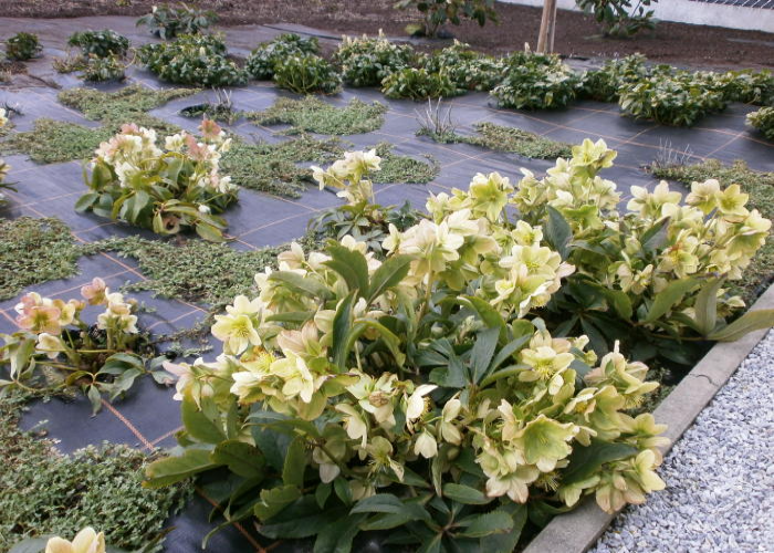 Helleborus x nigercors 'Snow Love'