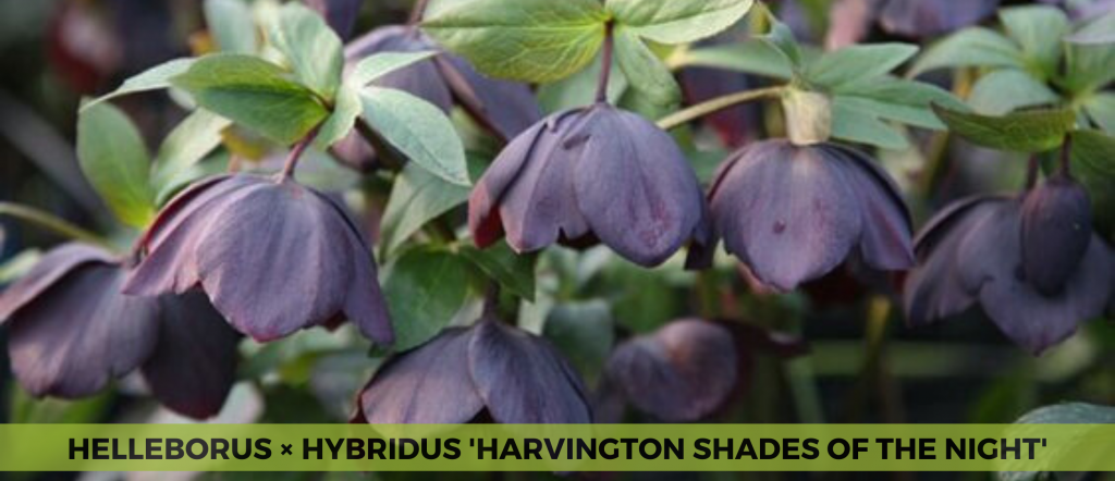 Helleborus × Hybridus 'Harvington Shades of The Night'