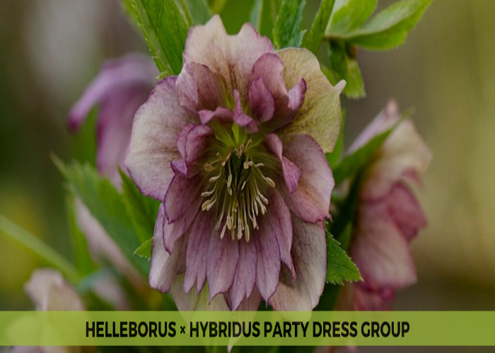 Helleborus × Hybridus Party Dress Group (1)