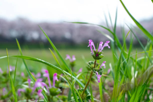 Henbit