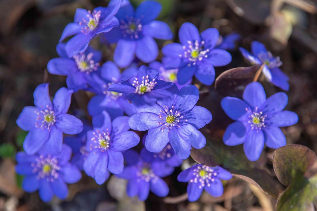 Hepatica Americana ( Common Hepatica)