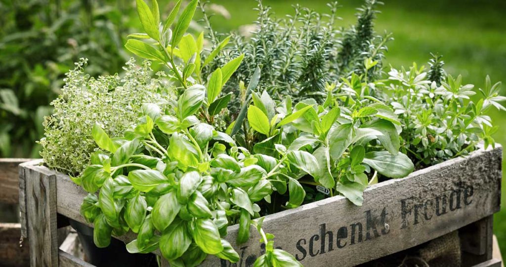 Herb Garden Ideas