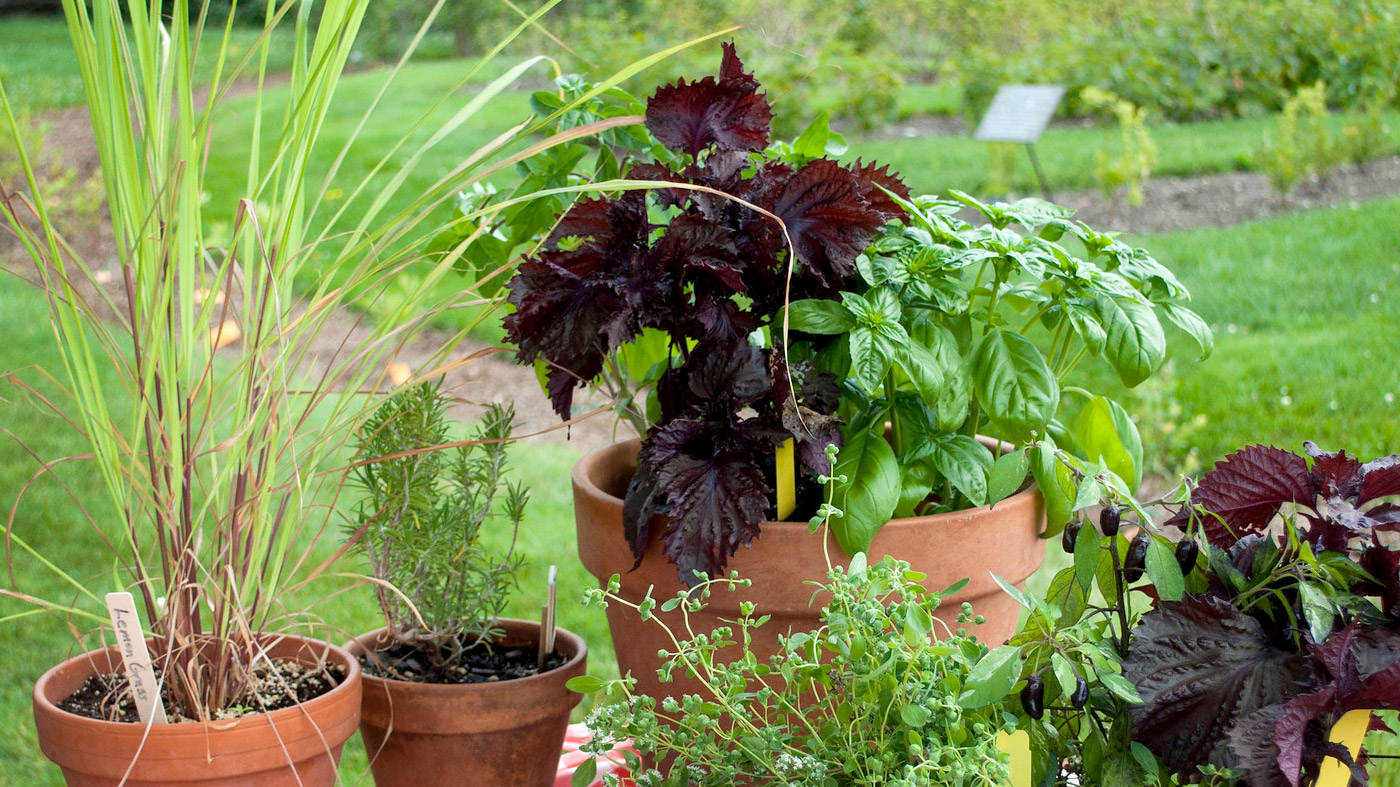 Top 40 Herbs That Can Be Planted And Grow Perfectly Together