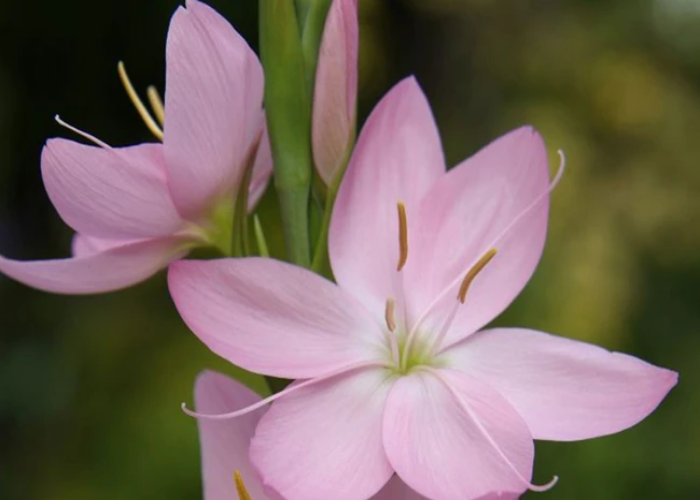 Hesperantha Coccinea 'Jennifer'