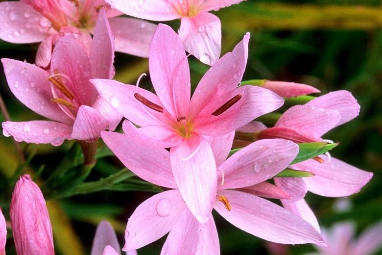 How to Care for and Grow Hesperantha ‘Kaffir Lily’ in the UK