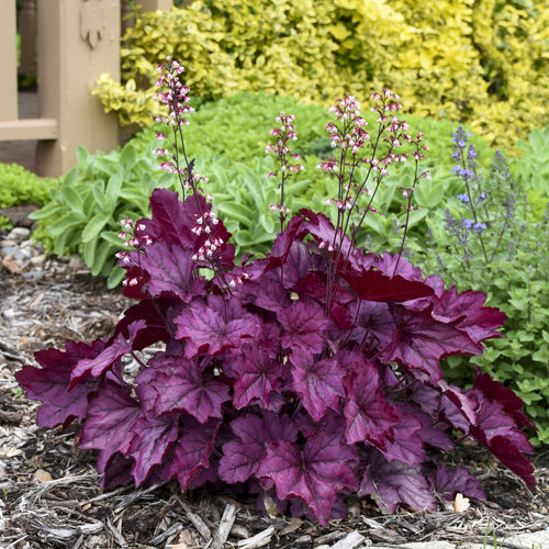 Heuchera (Coral Bells)