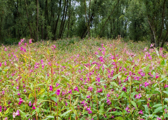 Himalayan Balsam