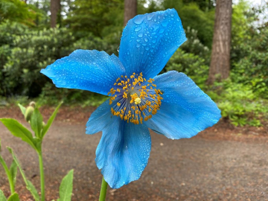 Himalayan Poppy (Meconopsis grandis)