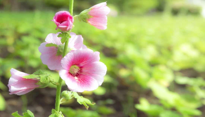 Hollyhock