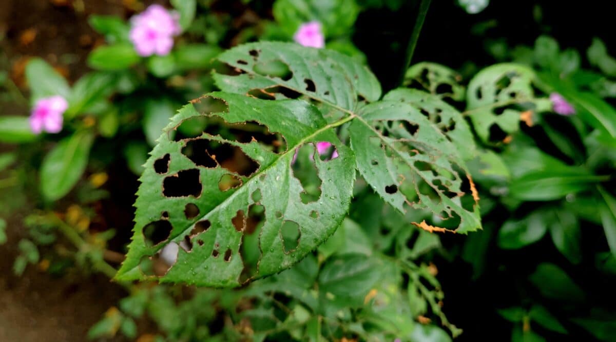 Home Remedy for Holes in Rose Leaves