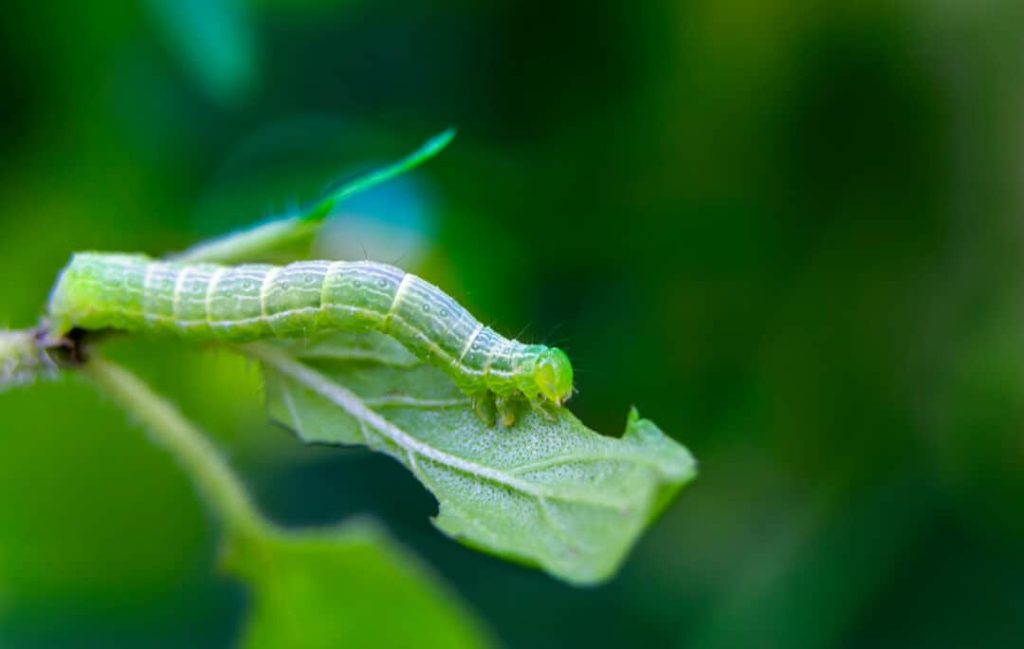 Effective Ways To Kill Caterpillars Instantly - The Arches