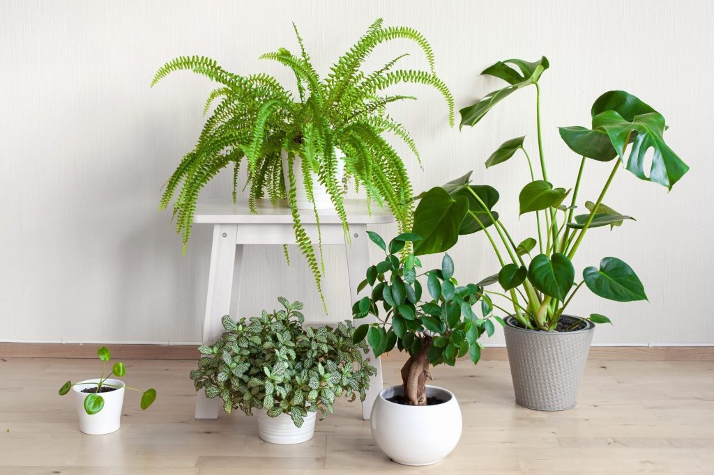 Houseplants That Thrive In Direct Sunlight