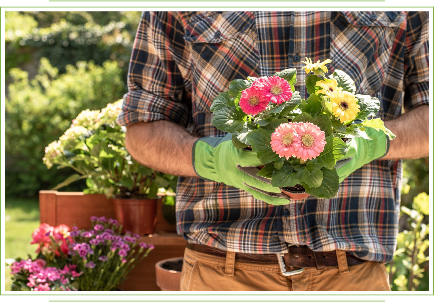 How (And When) To Deadhead Gerbera