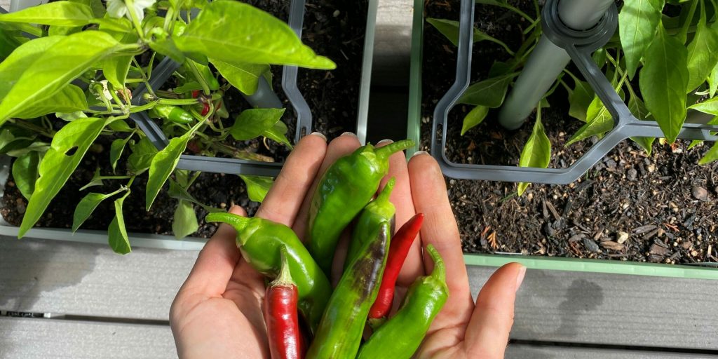 How (And When) To Harvest Chillies