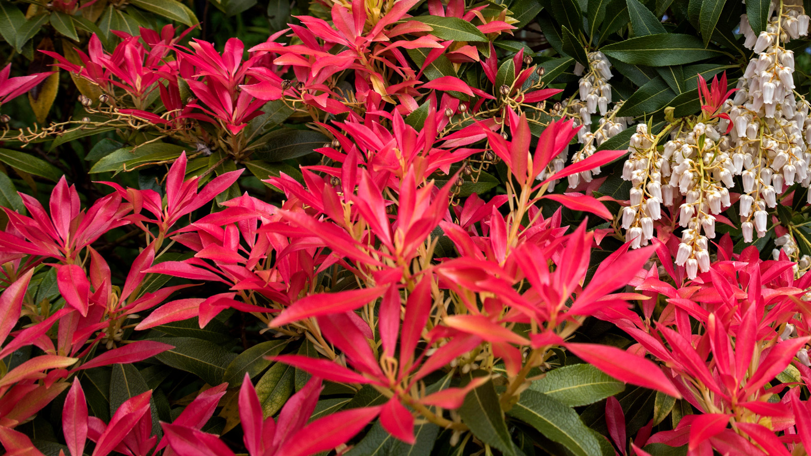 Step-by-Step: Pruning and Cutting Back Pieris the Right Way