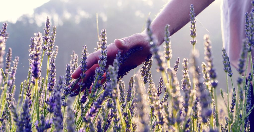 How (And When) To Prune Lavender