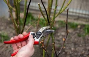 Learn How and When to Prune Your Pear Trees [UK] - The Arches