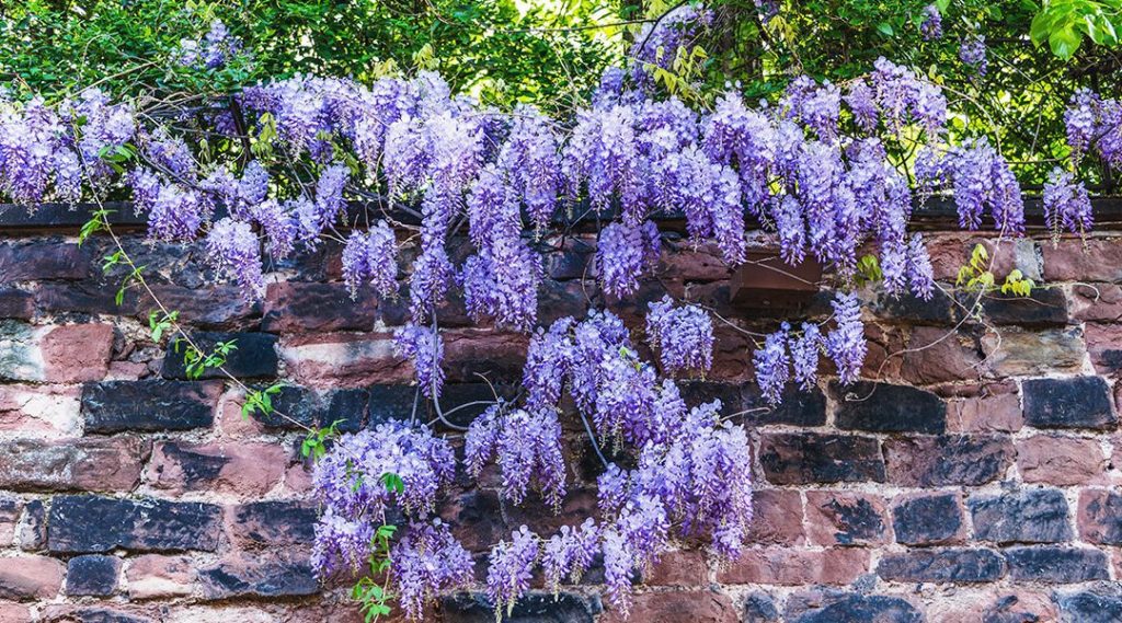 How (And When) To Prune Wisteria