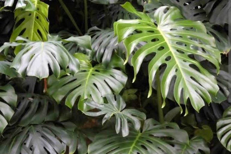 How And When To Repot A Monstera