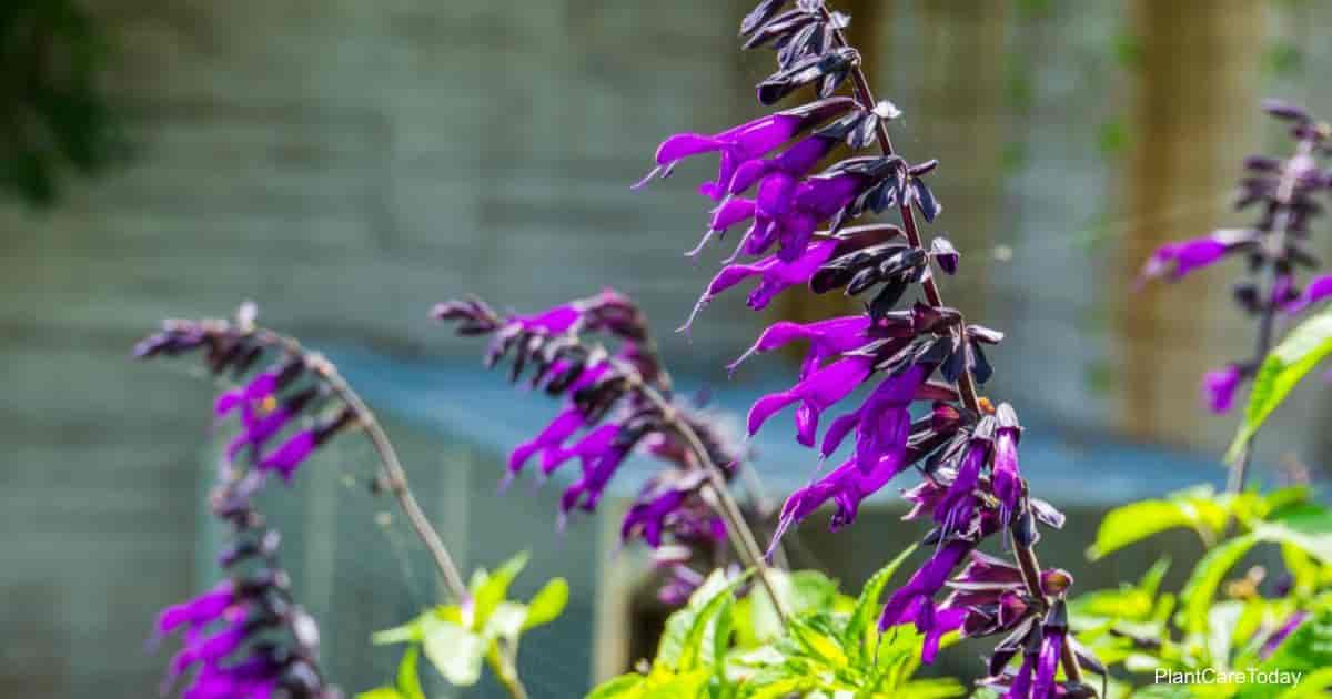 How Do You Care for Salvias?