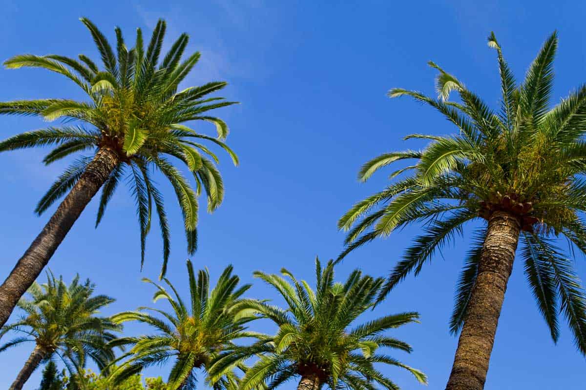 How Long Do Palm Trees Live?