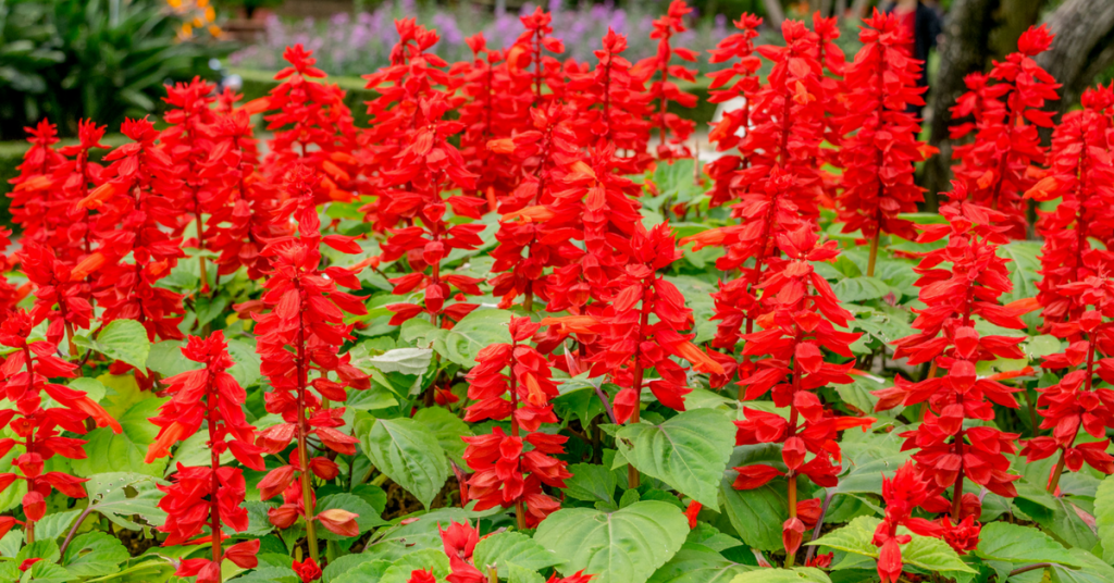 How Long Do Salvias Bloom