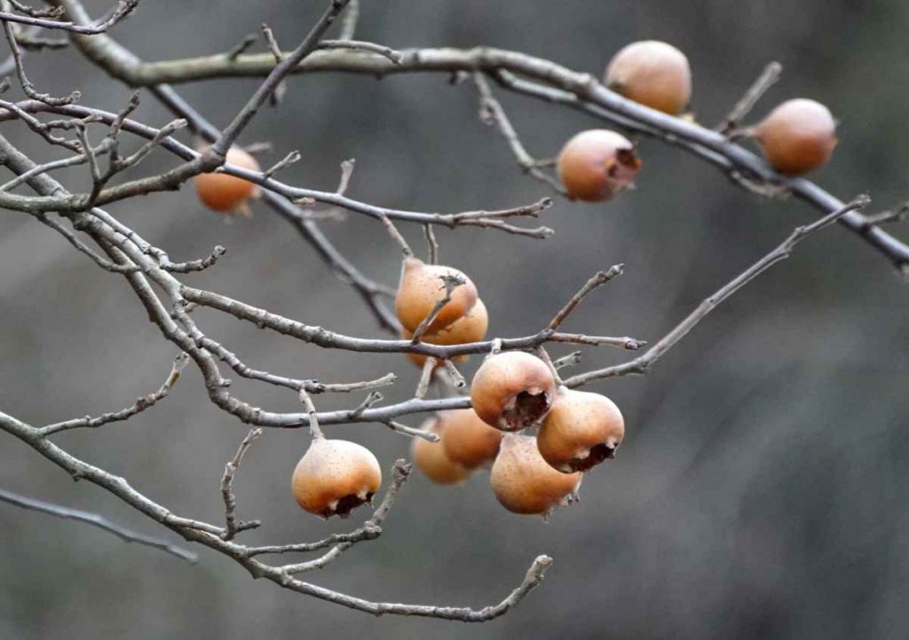 How Much to Prune Medlar